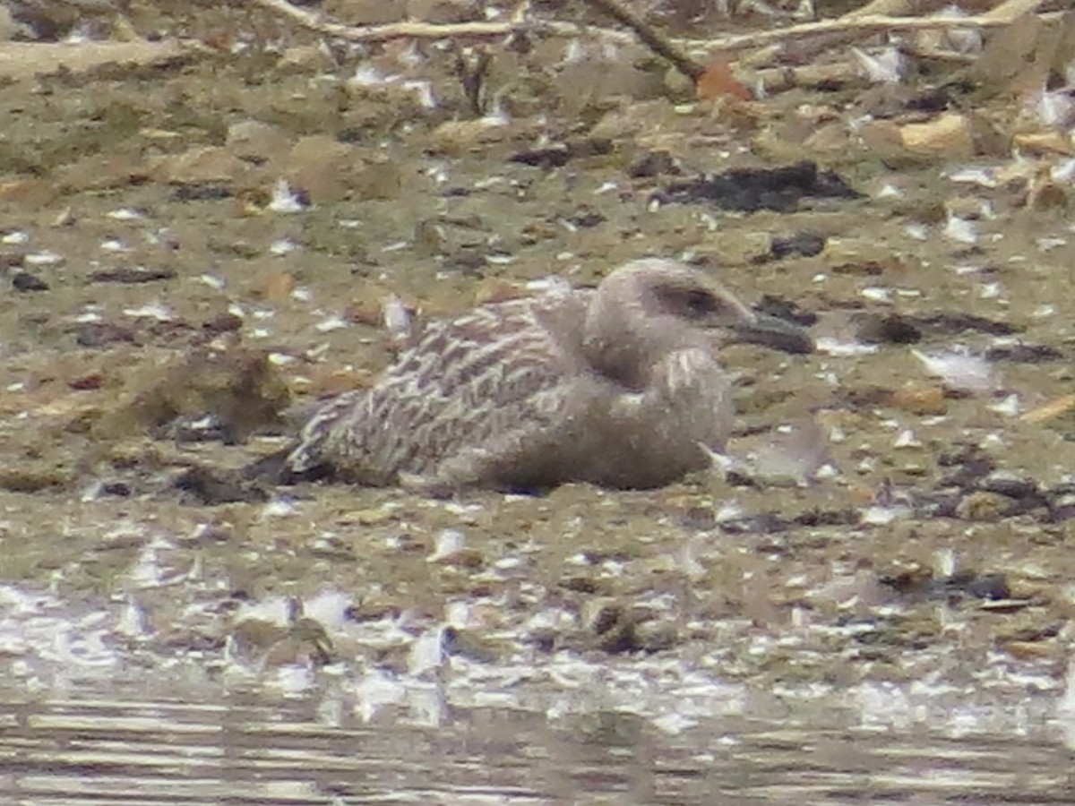 Herring Gull (American) - ML622054120