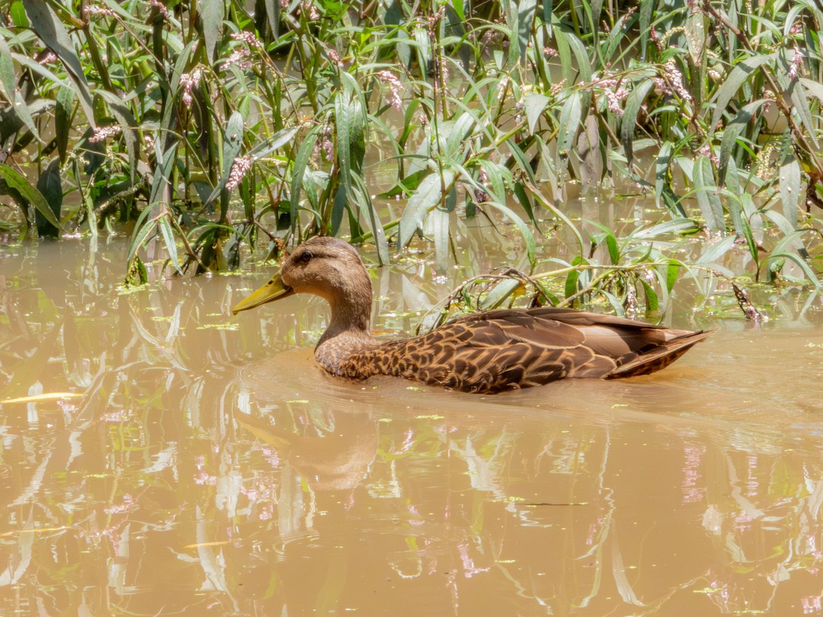 Mexican Duck - Alvaro Rojas 𝙌𝙧𝙤. 𝘽𝙞𝙧𝙙𝙞𝙣𝙜 𝙏𝙤𝙪𝙧𝙨