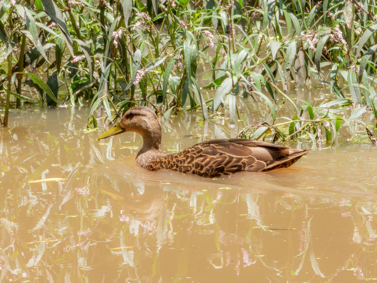 Mexican Duck - ML622054135