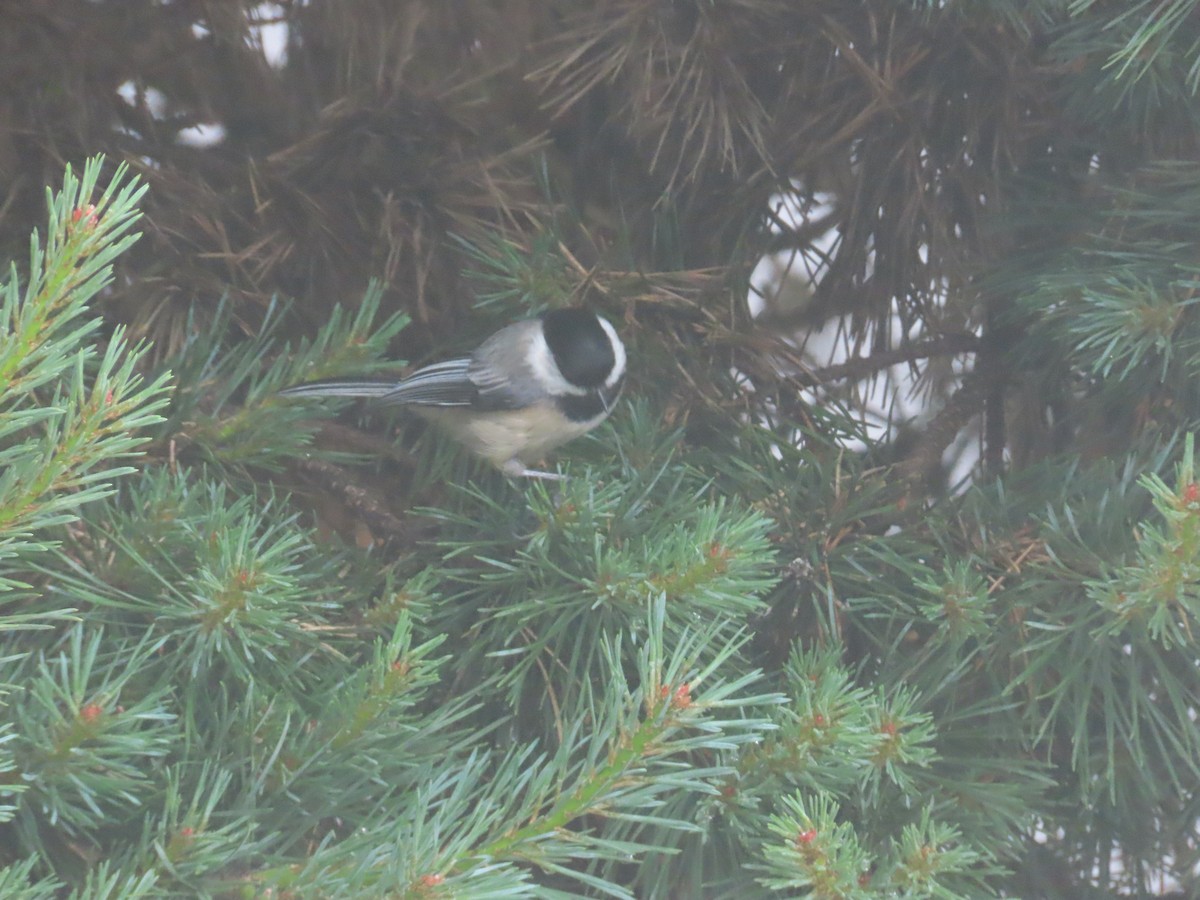 Black-capped Chickadee - ML622054138