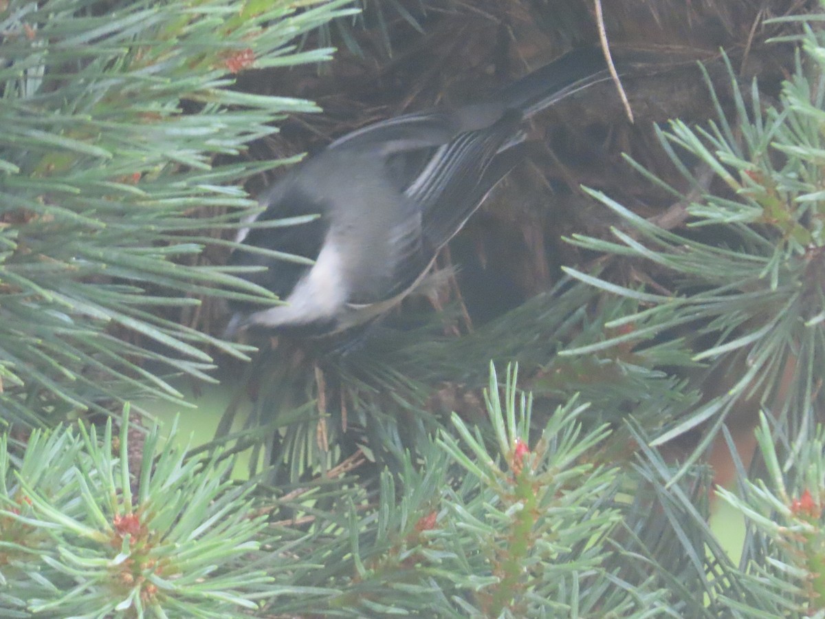 Black-capped Chickadee - ML622054139