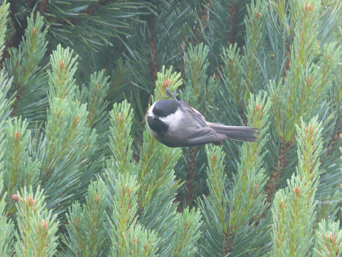 Black-capped Chickadee - ML622054140