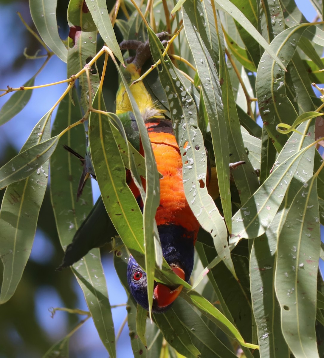 Red-collared Lorikeet - Constance Vigno