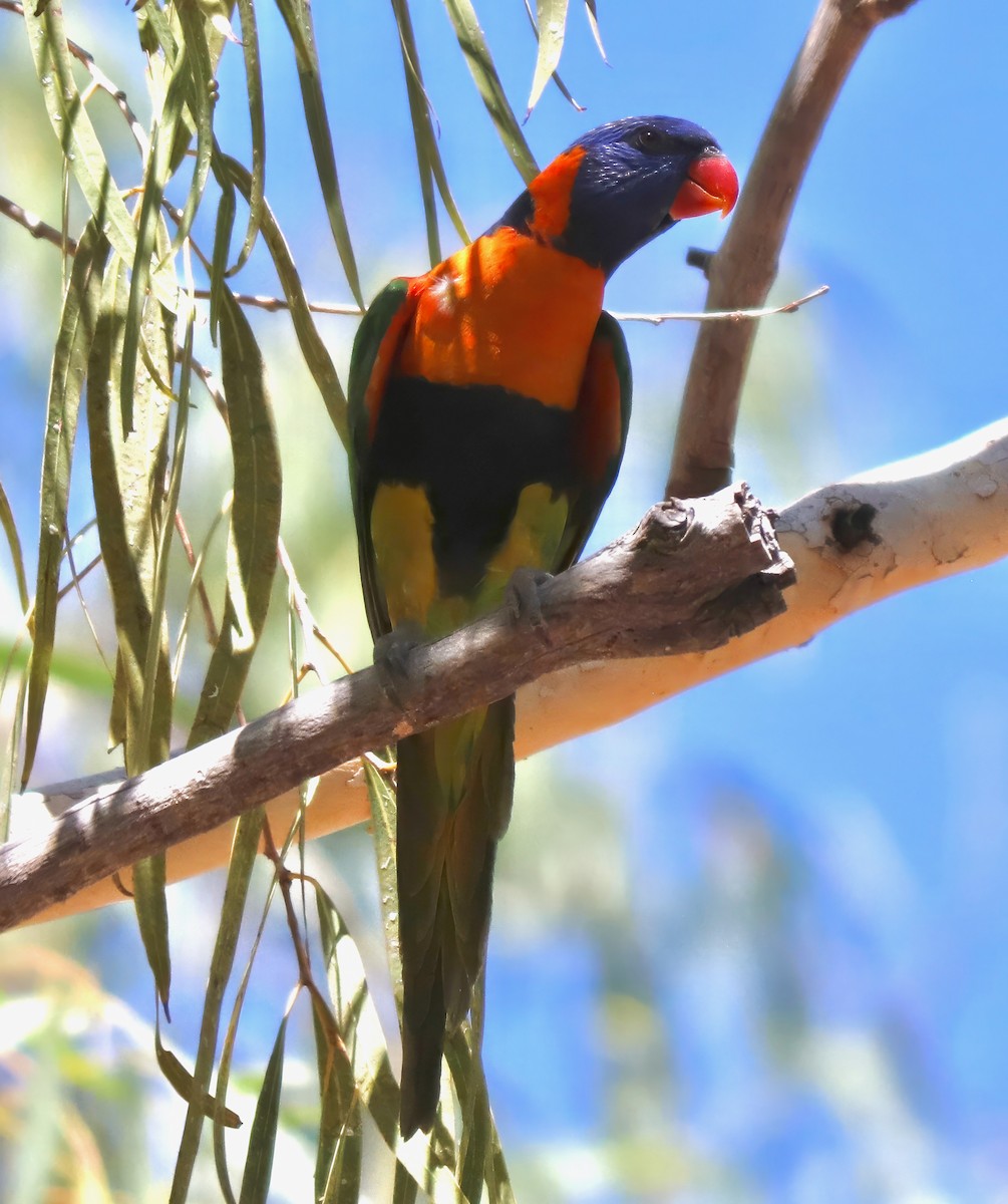 Red-collared Lorikeet - Constance Vigno