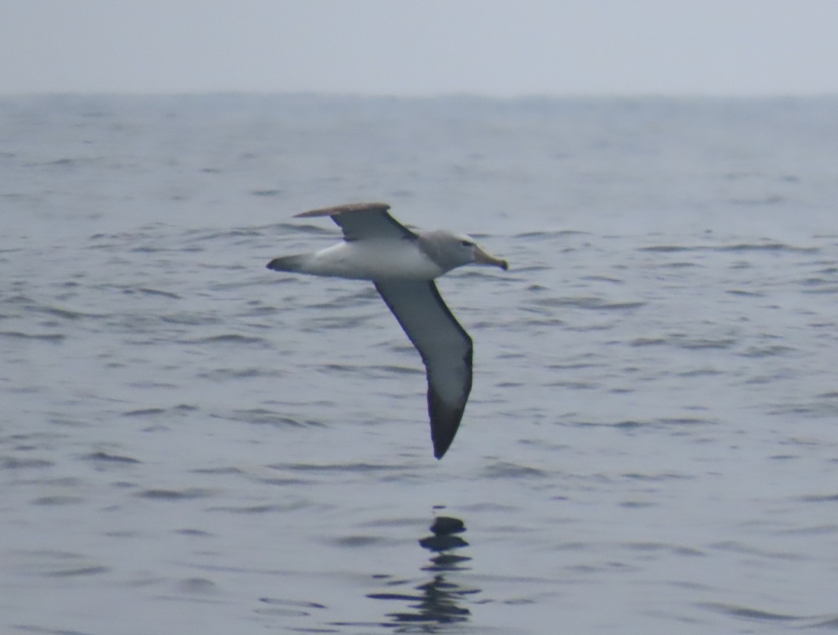 Salvin's Albatross - ML622054152