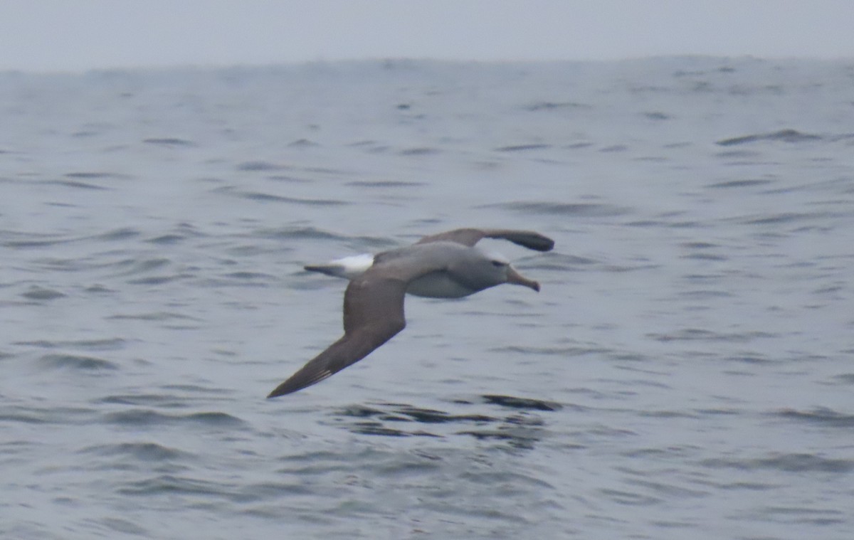 Salvin's Albatross - ML622054153