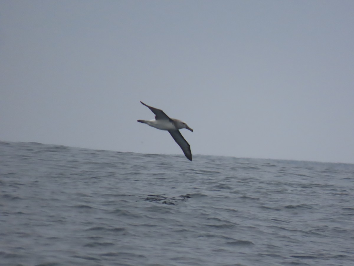 Salvin's Albatross - ML622054154