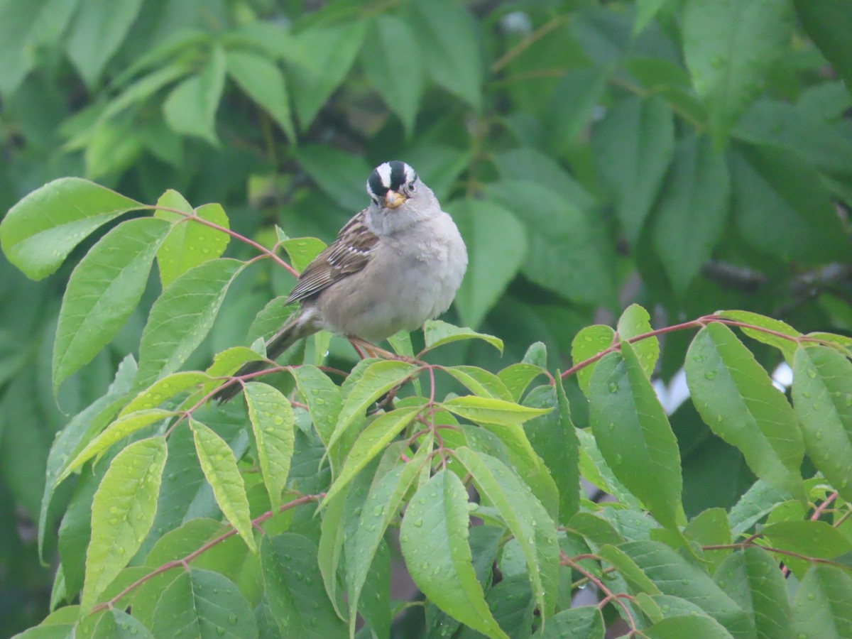 White-crowned Sparrow - ML622054155