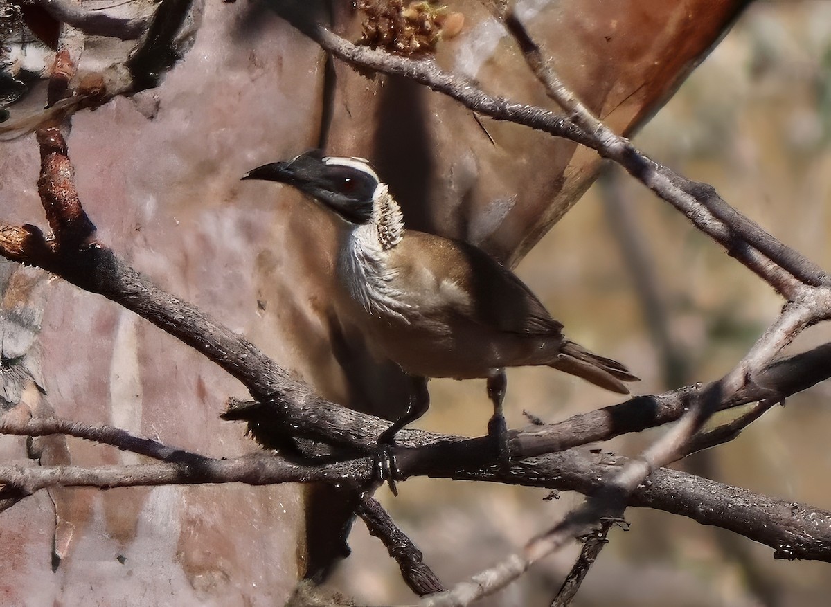 Silver-crowned Friarbird - ML622054156