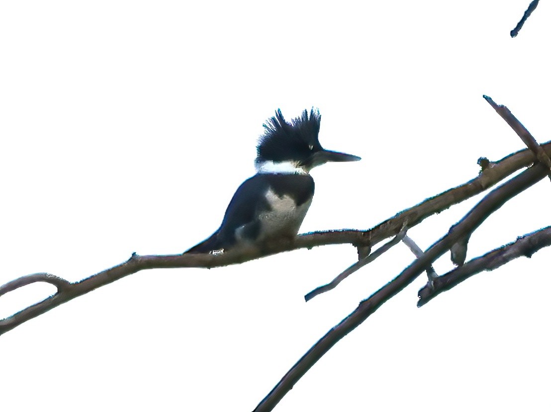 Belted Kingfisher - ML622054157