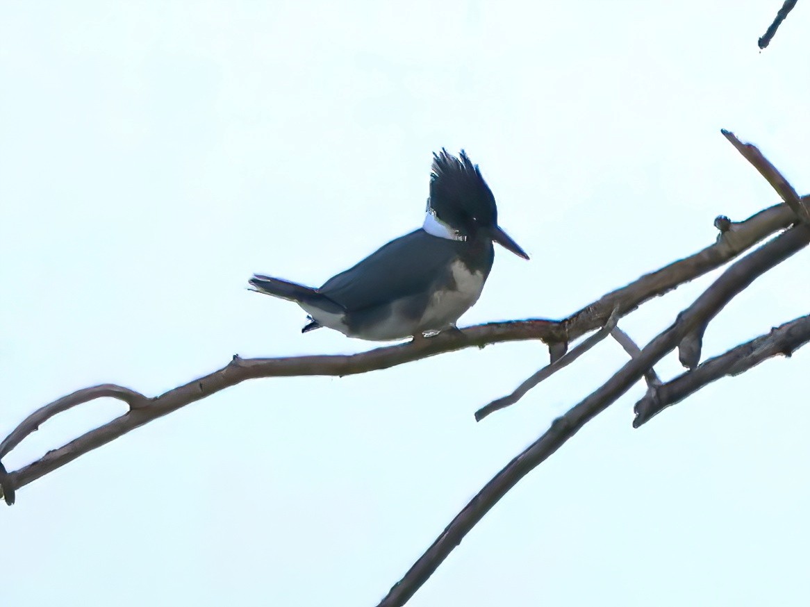 Belted Kingfisher - ML622054158