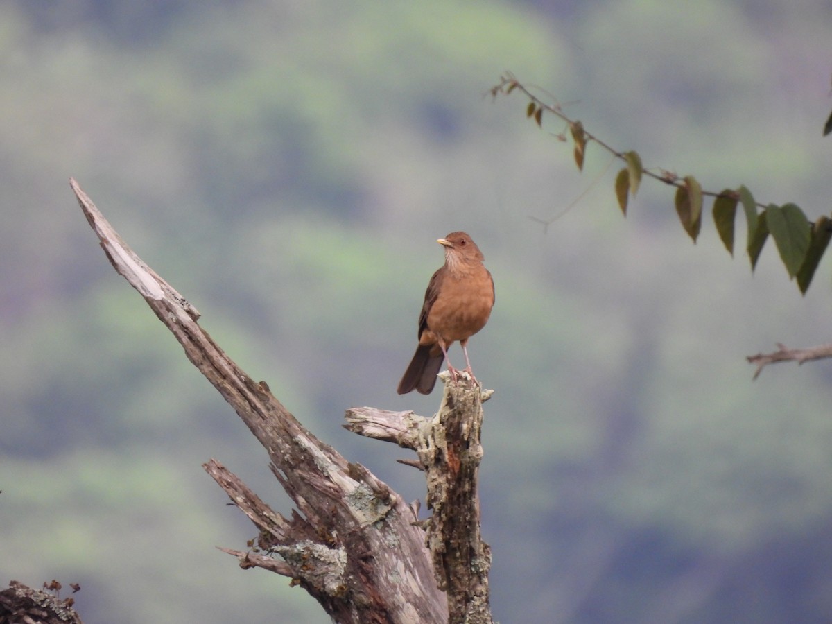 Clay-colored Thrush - ML622054159