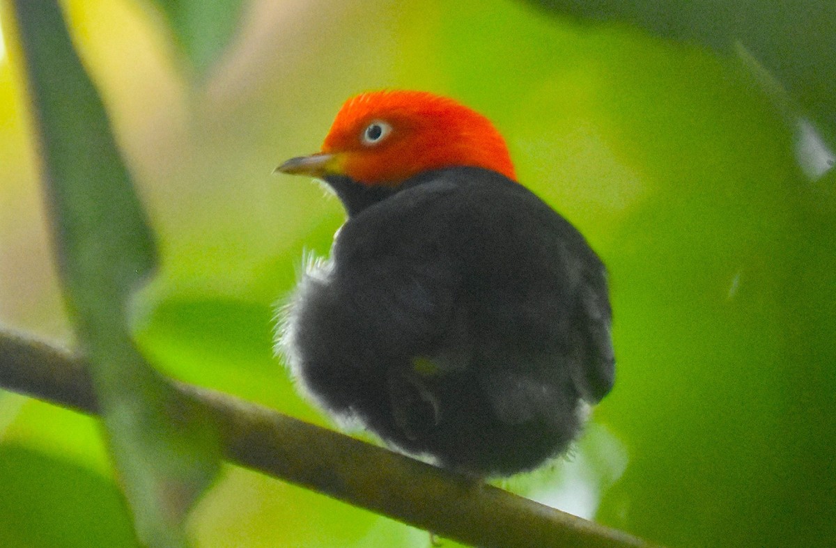 Red-capped Manakin - ML622054161