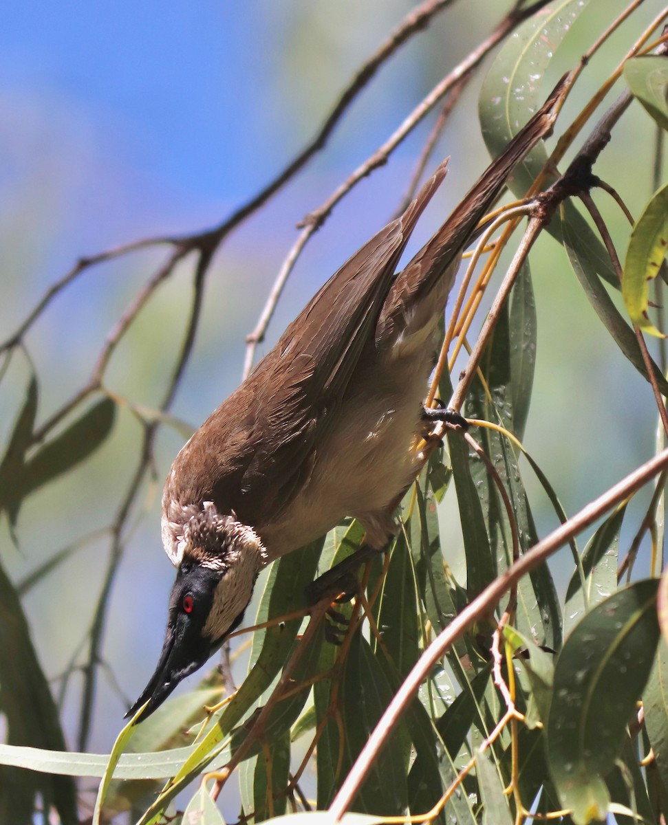 Silver-crowned Friarbird - ML622054162