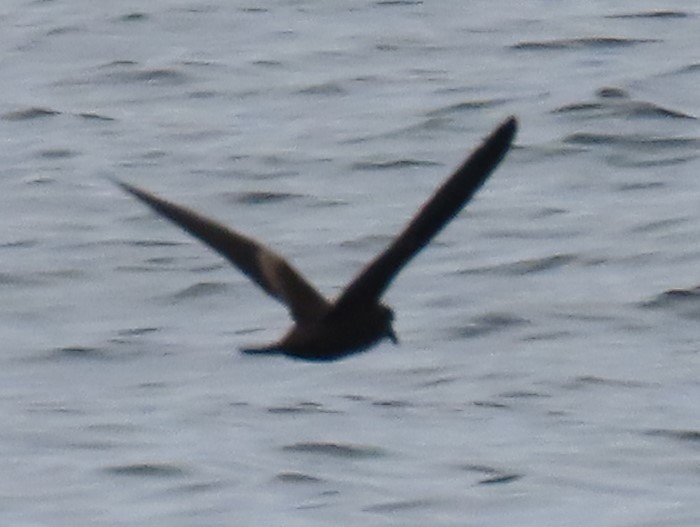 Markham's Storm-Petrel - ML622054164