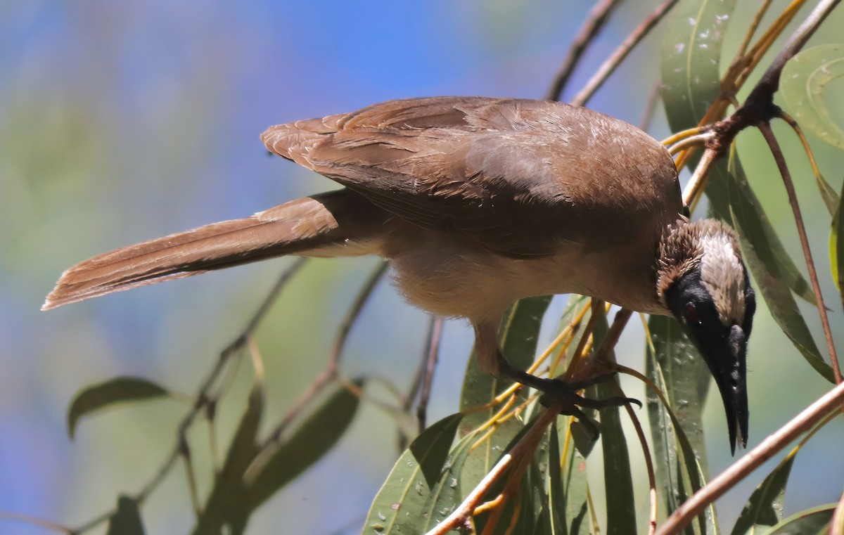 Silver-crowned Friarbird - ML622054165