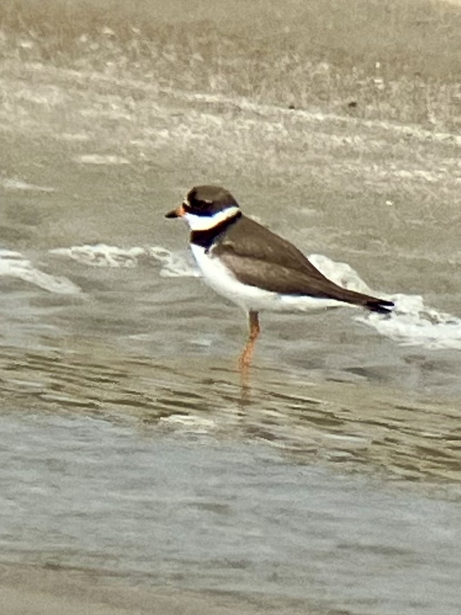Semipalmated Plover - ML622054167