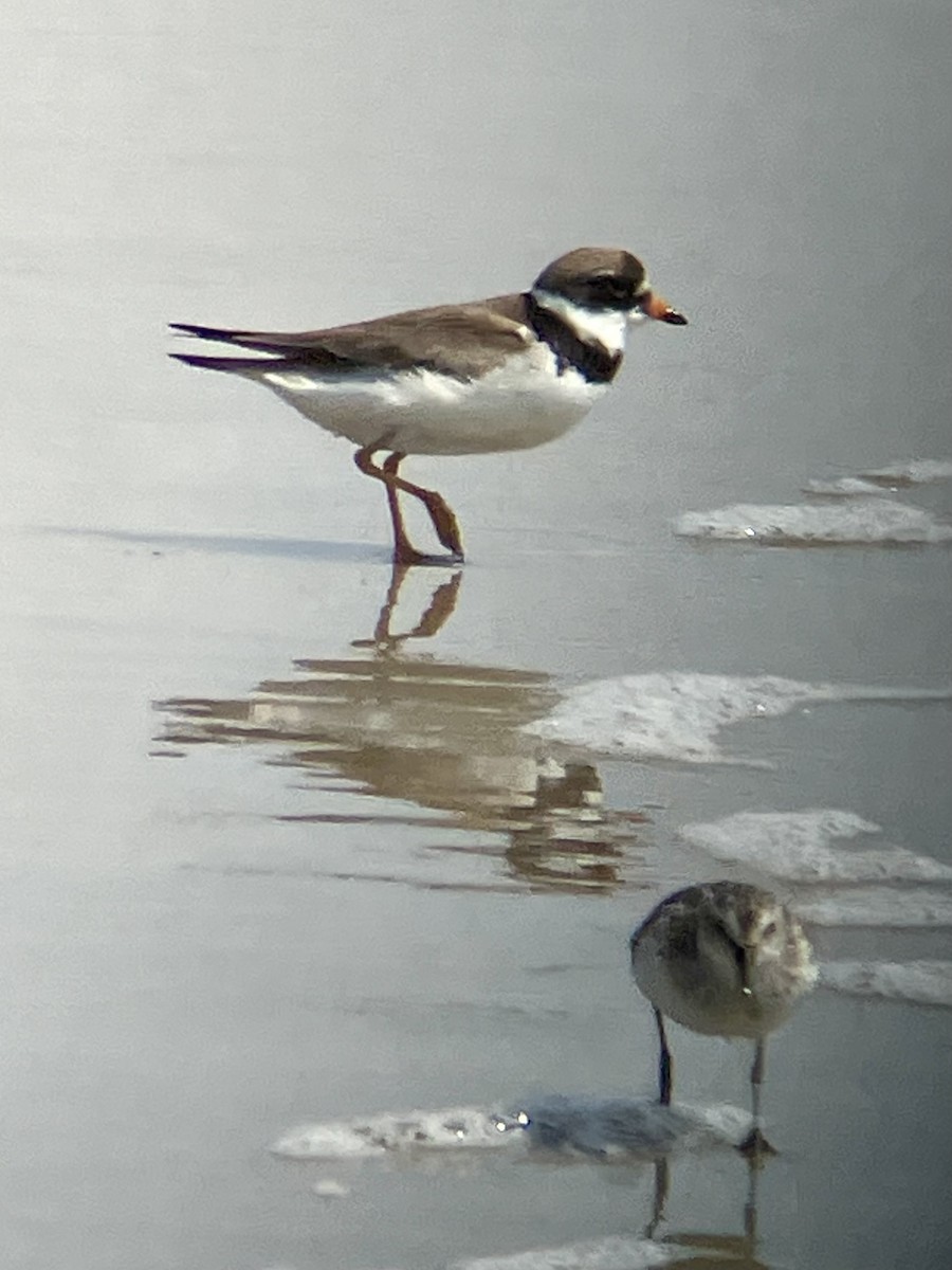 Semipalmated Plover - ML622054168