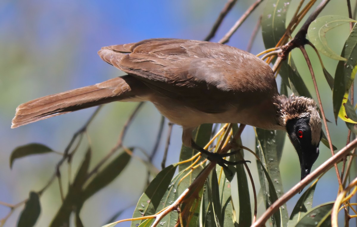 Silver-crowned Friarbird - ML622054169