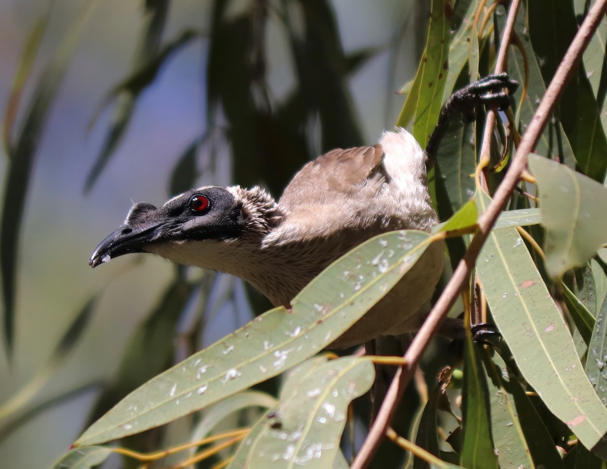 Silver-crowned Friarbird - ML622054175