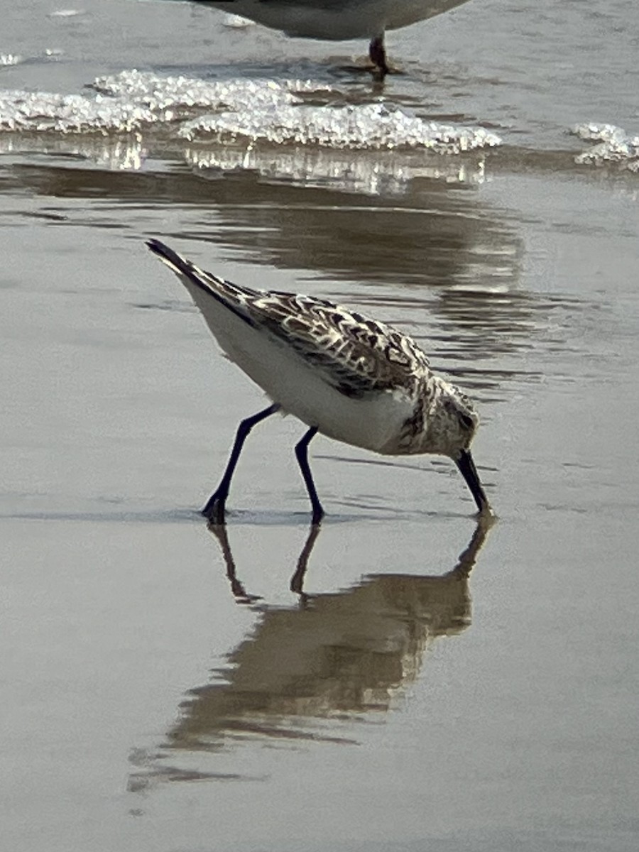 Sanderling - ML622054194