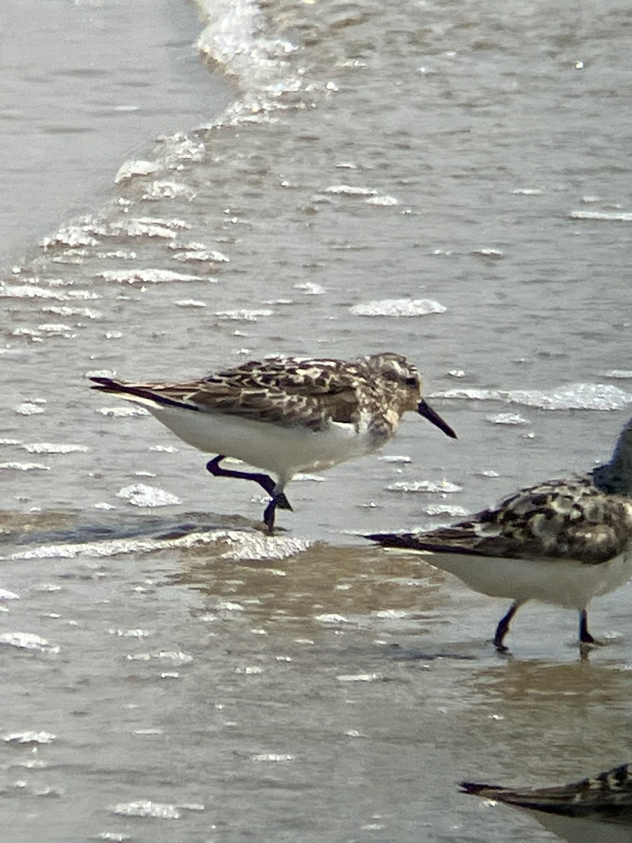 Sanderling - ML622054195