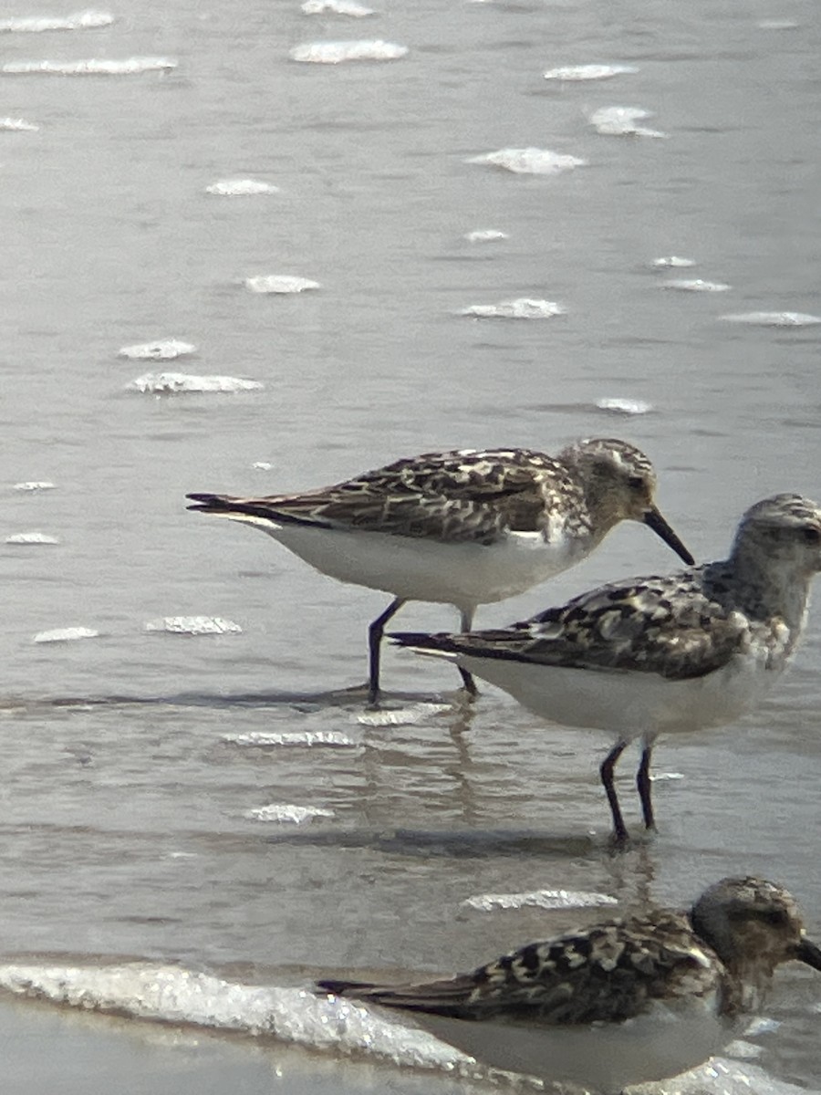 Sanderling - ML622054196