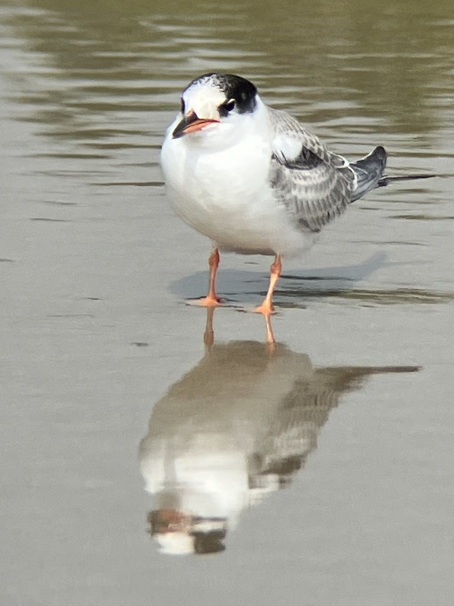 Common Tern - ML622054244