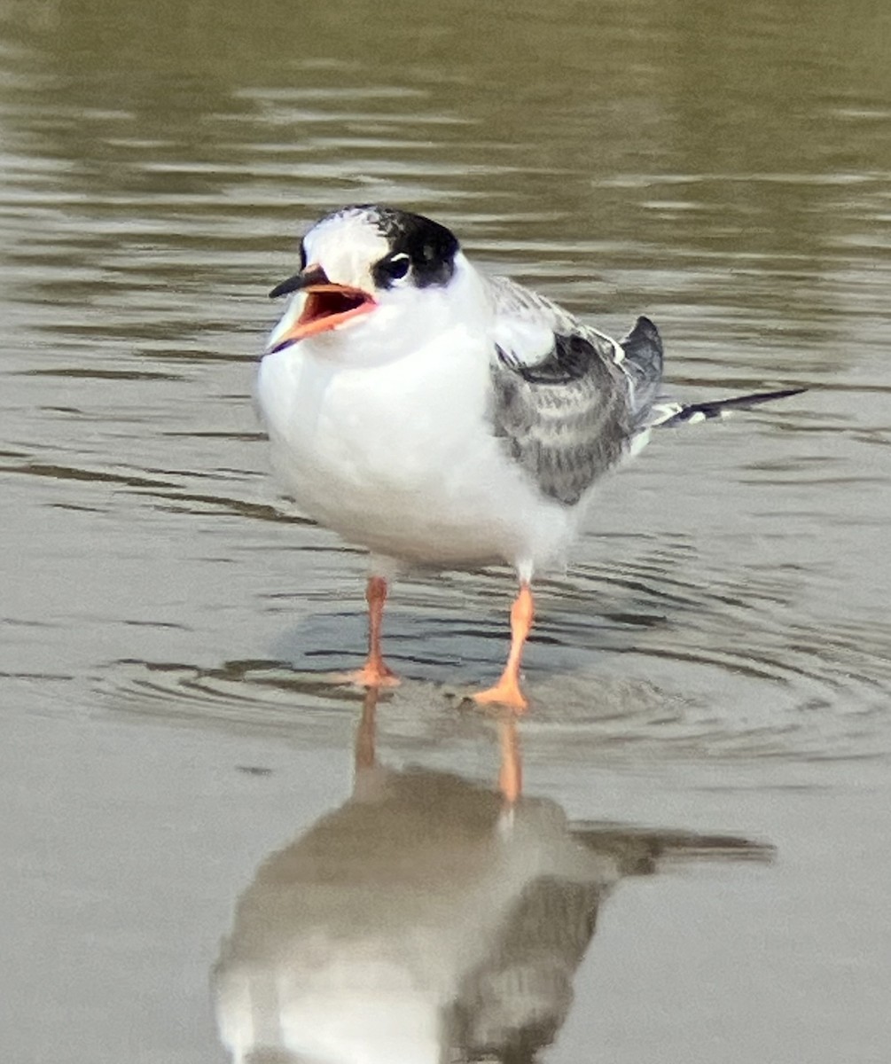 Common Tern - ML622054245