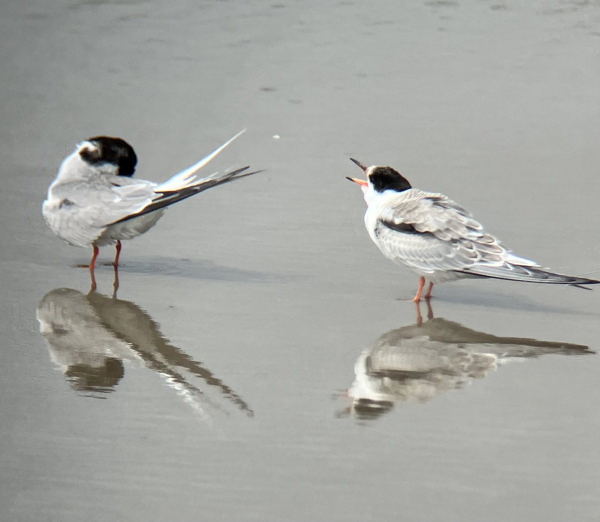 Common Tern - River Ahlquist