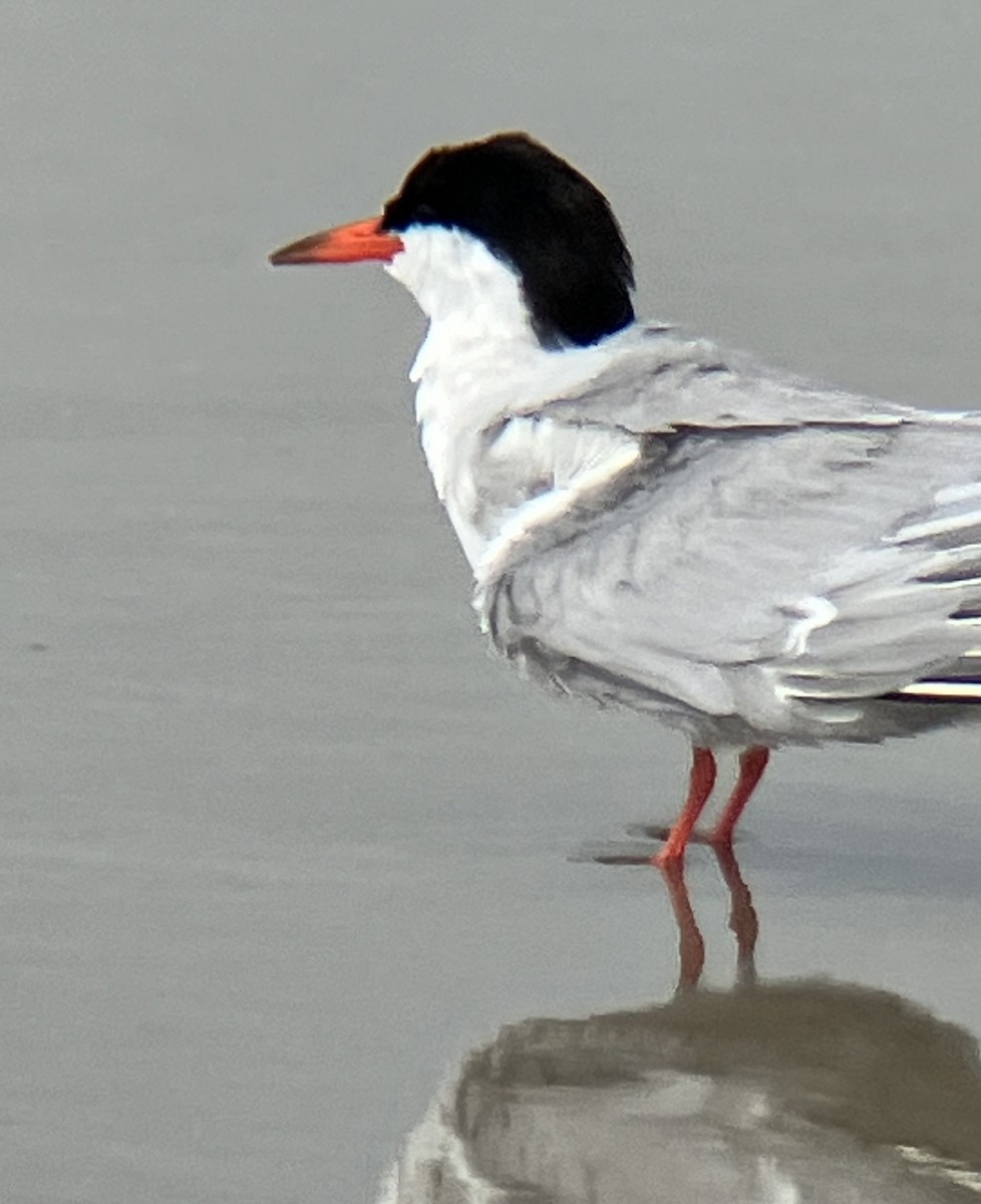 Common Tern - ML622054248