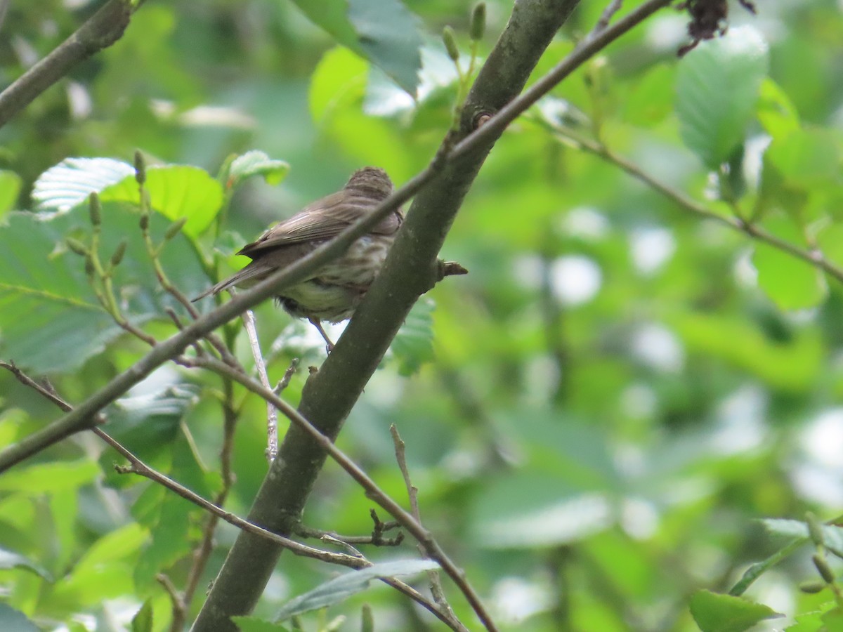 Purple Finch - ML622054250