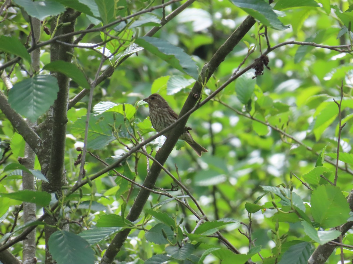 Purple Finch - ML622054252