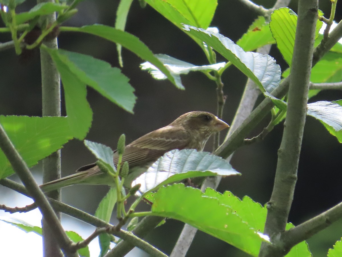 Purple Finch - Latha Raghavendra