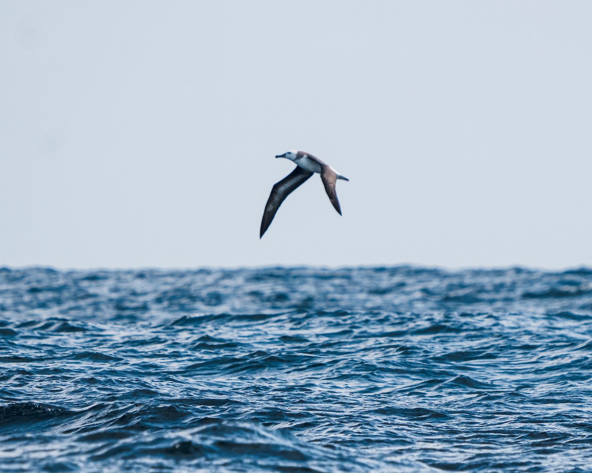 Black-browed Albatross - ML622054254