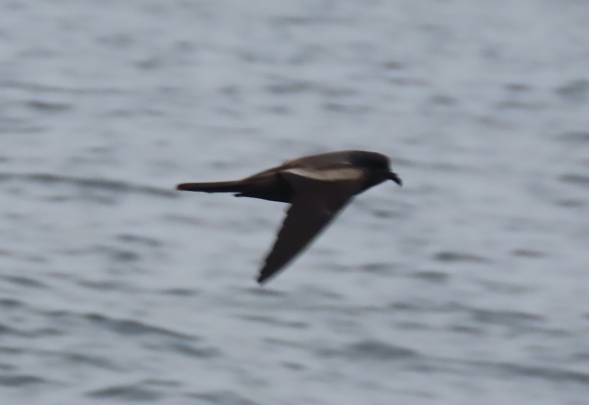 Markham's Storm-Petrel - ML622054255