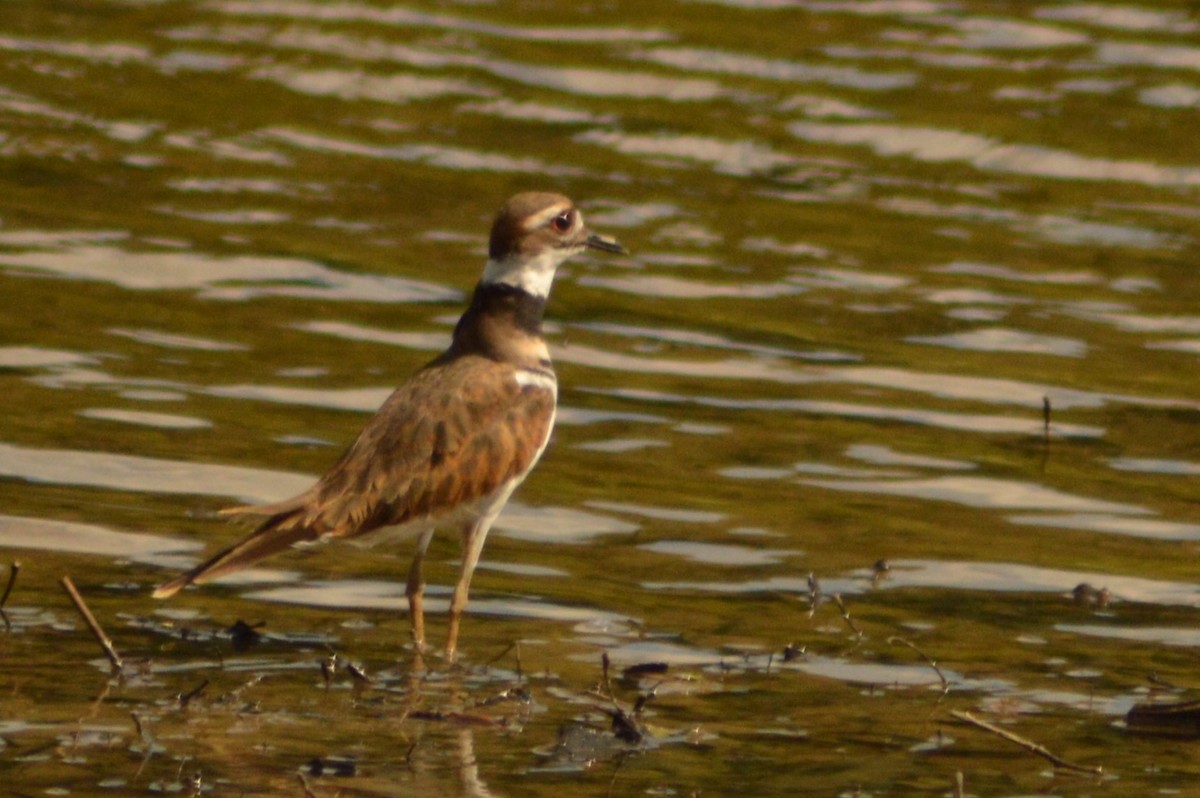 Killdeer - ML622054256