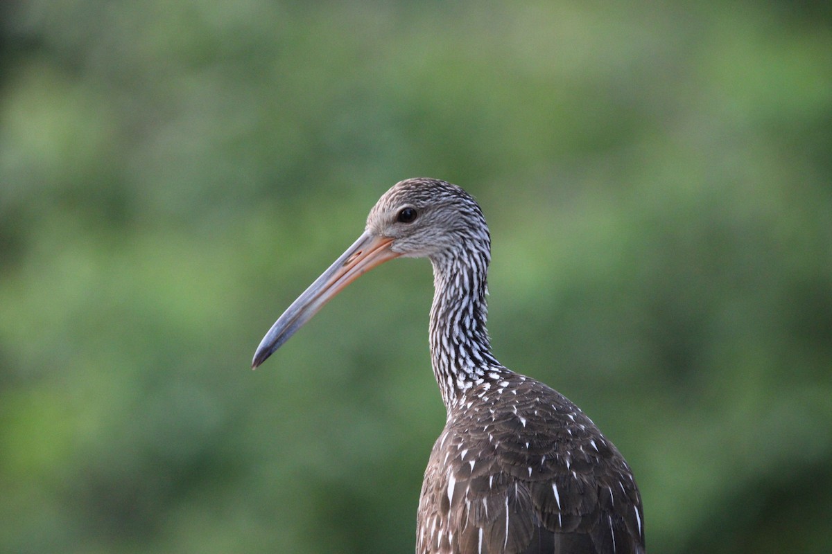 Limpkin - ML622054257