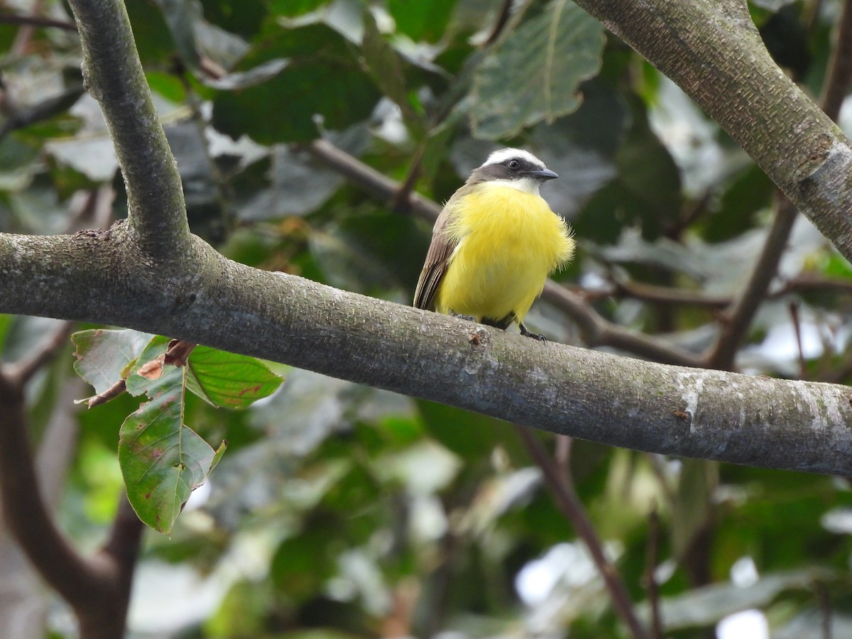 Social Flycatcher - ML622054258