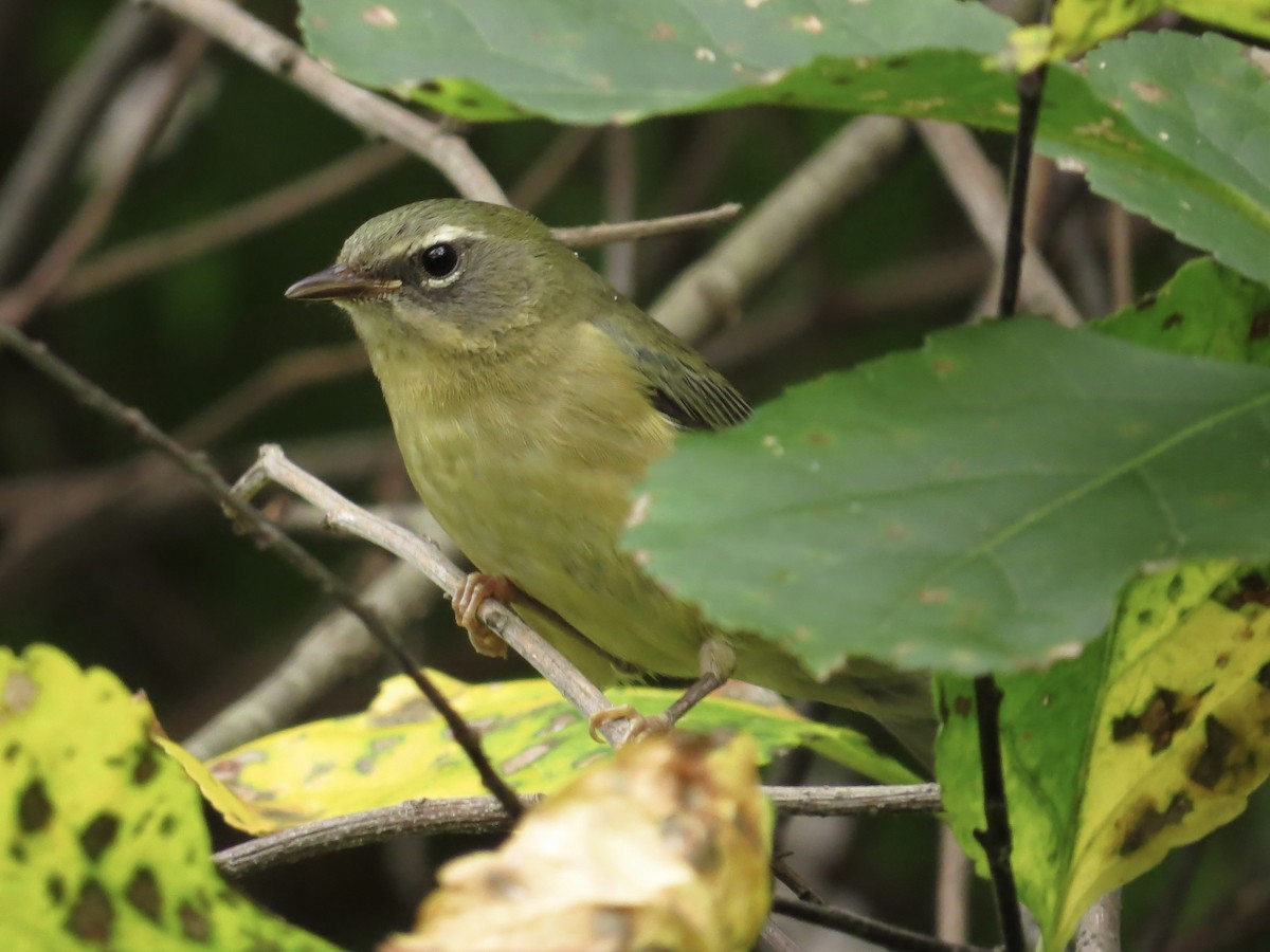 Black-throated Blue Warbler - ML622054259