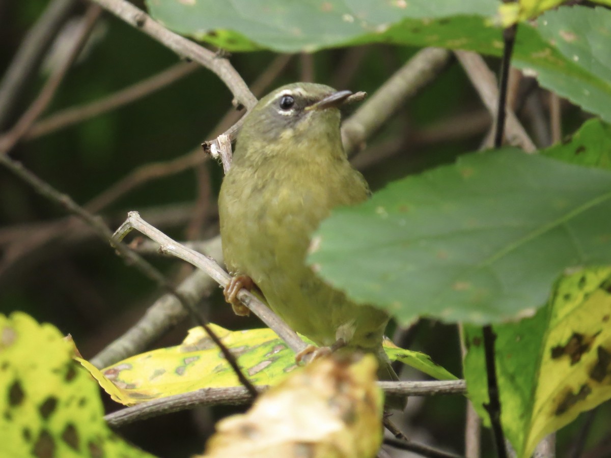 Black-throated Blue Warbler - ML622054260