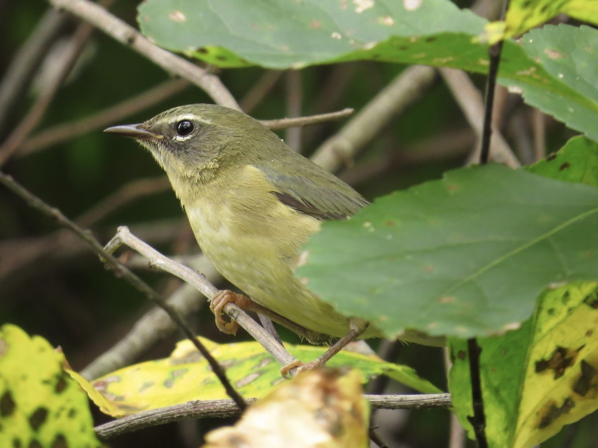 Black-throated Blue Warbler - ML622054261