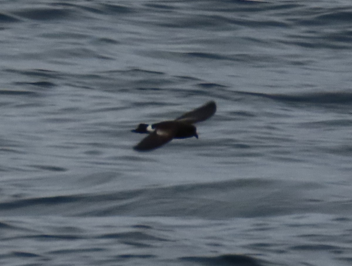 Elliot's Storm-Petrel - ML622054263