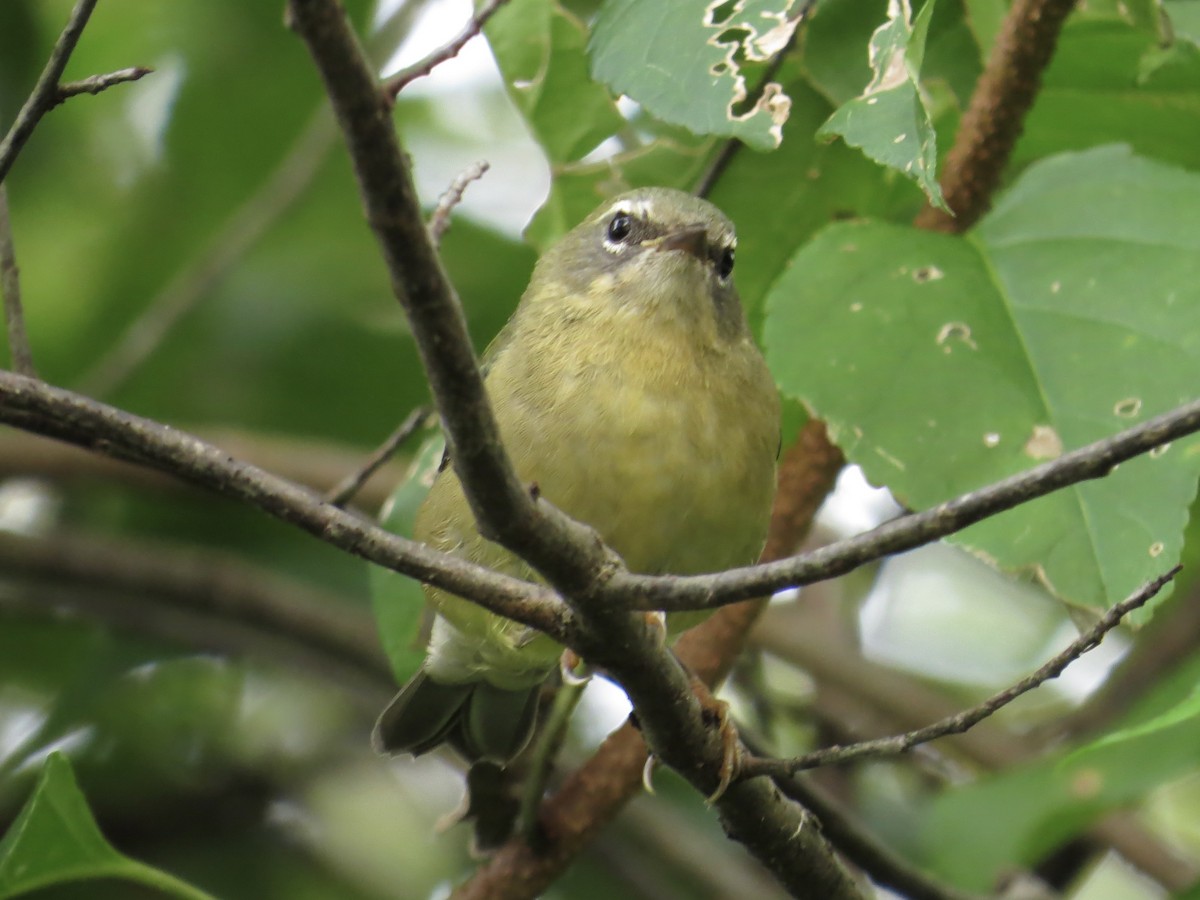 Black-throated Blue Warbler - ML622054264