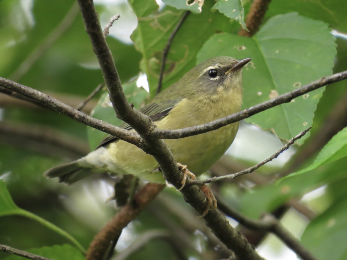 Black-throated Blue Warbler - ML622054265