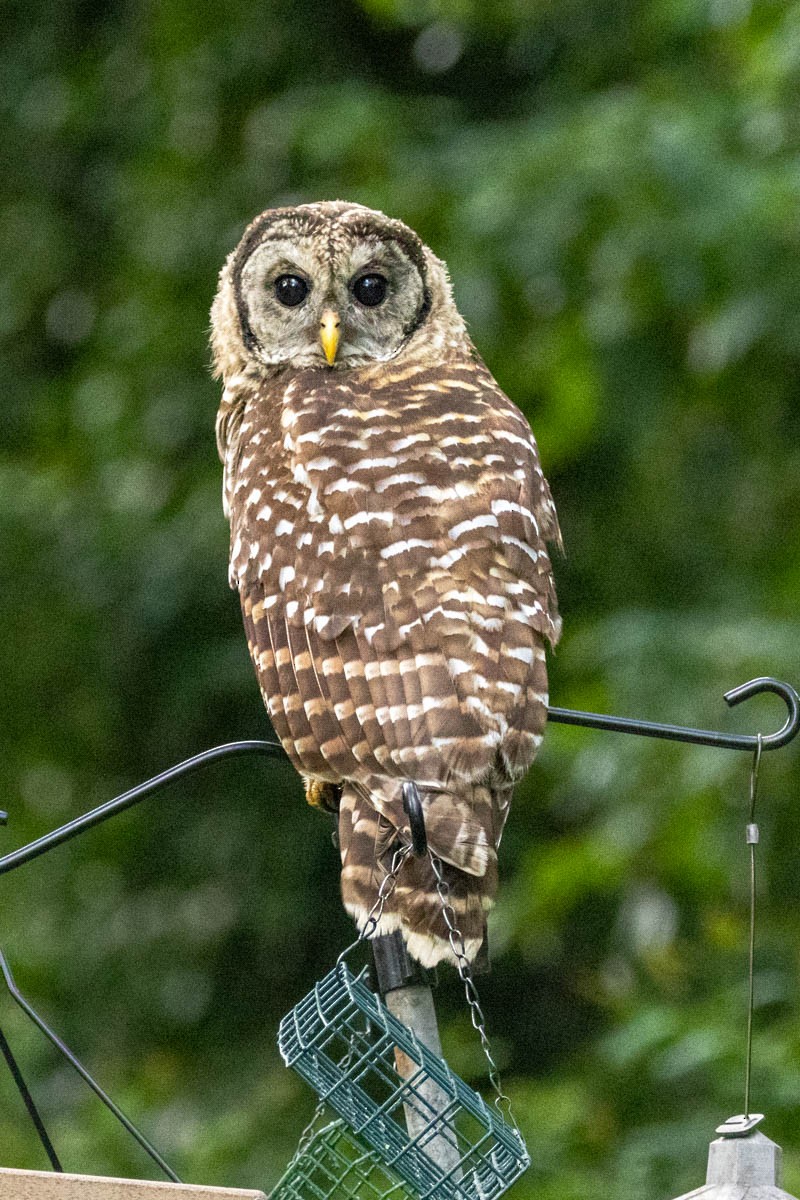 Barred Owl - ML622054266