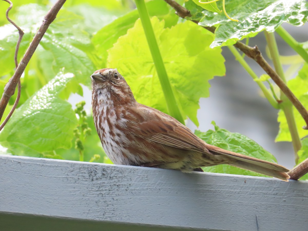 Song Sparrow - ML622054267