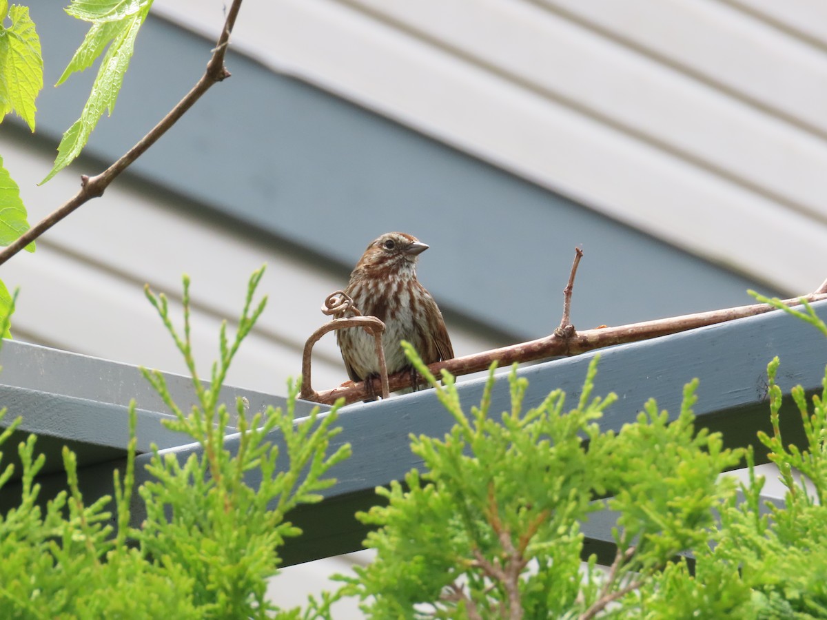 Song Sparrow - ML622054268