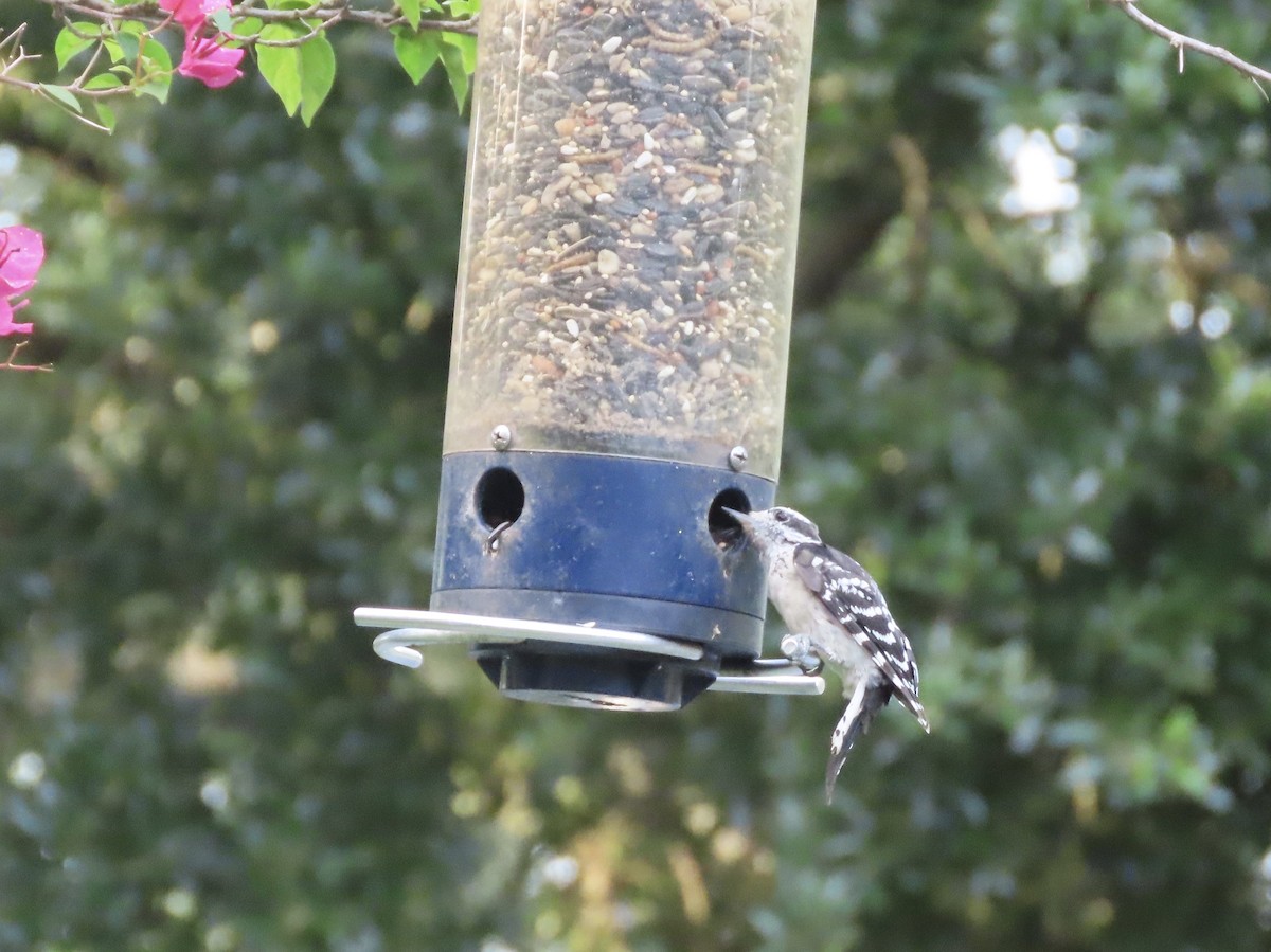 Downy Woodpecker - ML622054269