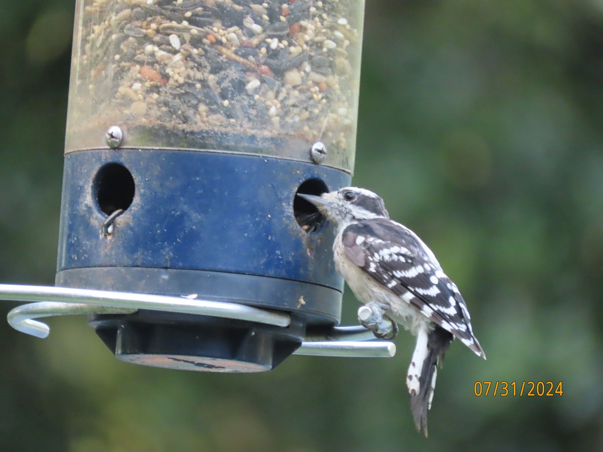 Downy Woodpecker - ML622054270